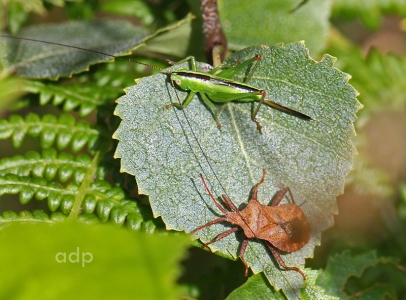 Long-winged Conehead (Conocephalus discolor) and Syromastes rhombus Alan Prowse